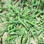 M4034S-4211 Crabgrass