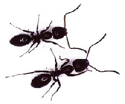 About Ants- eliminating ants inside